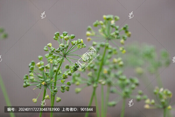 蒔蘿的花果期