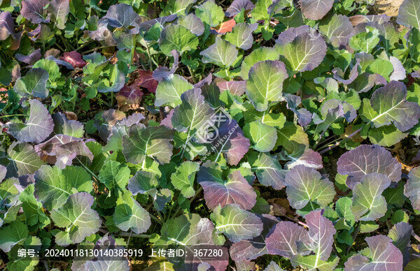 菜地里的蔬菜