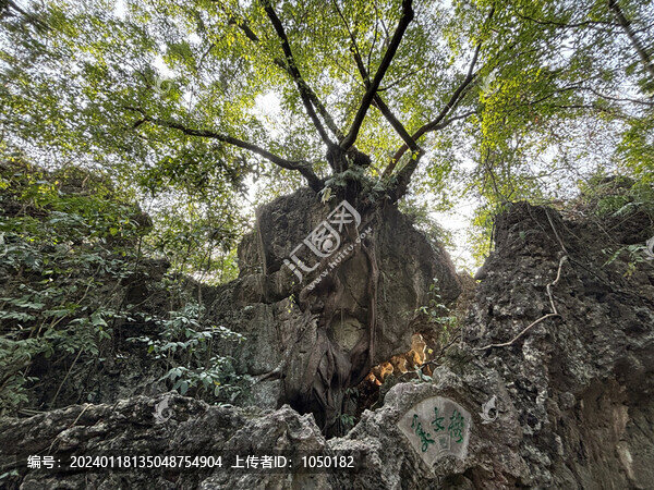 黃果樹大瀑布景區(qū)美女榕