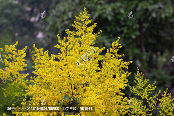欒樹黃色的花序
