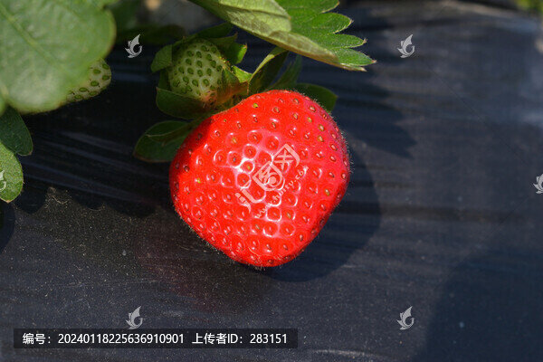草莓