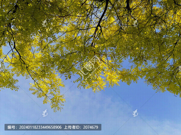 藍天綠樹枝