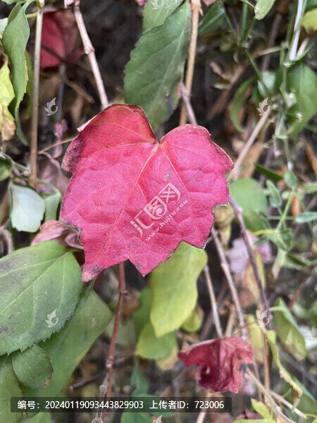 地錦葉子