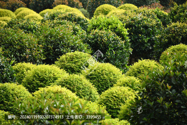 綠植