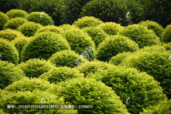 綠植