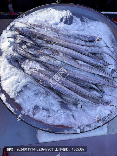 帶魚(yú)