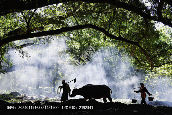 鄉(xiāng)村榕樹(shù)下老農(nóng)牽牛