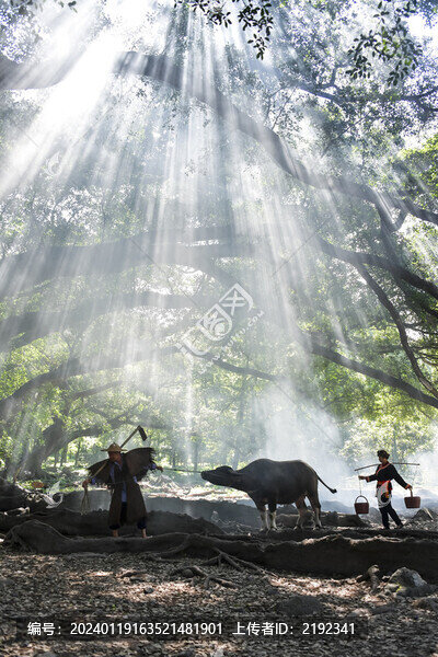 鄉(xiāng)村榕樹下老農(nóng)牽牛