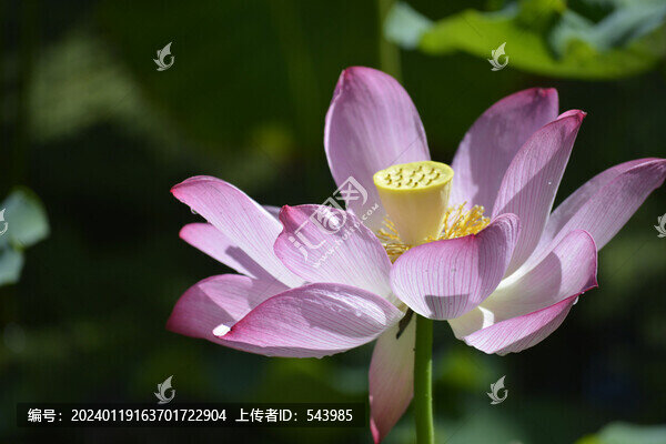 粉色荷花