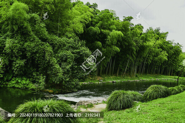 竹海翠竹林