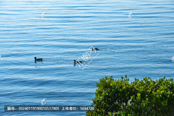 候鳥天堂深圳灣