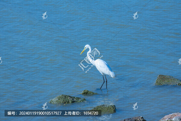 深圳灣的鷺鳥