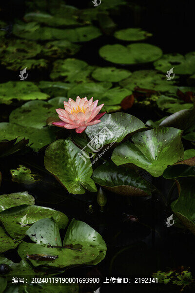 池塘蓮花蓮葉