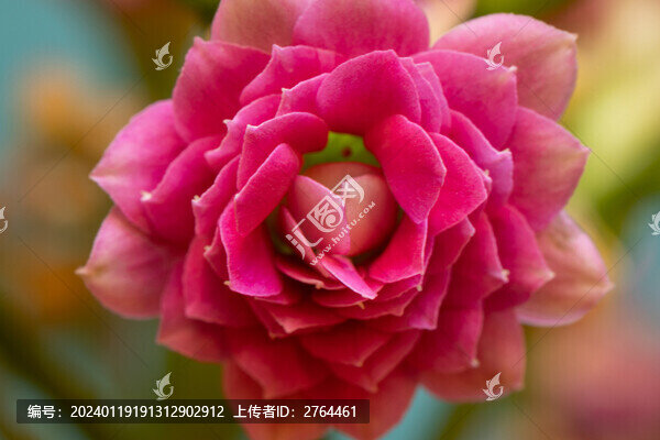 紅色長壽花花朵特寫