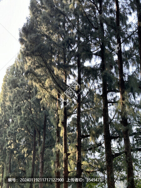 針葉樹(shù)