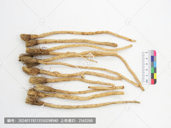 籽播防風