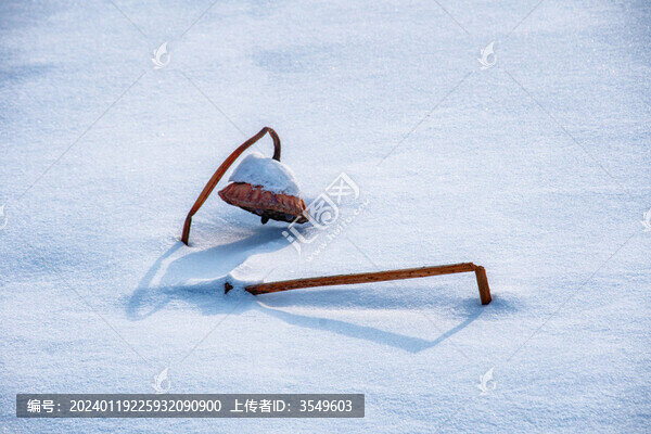 白雪與枯荷