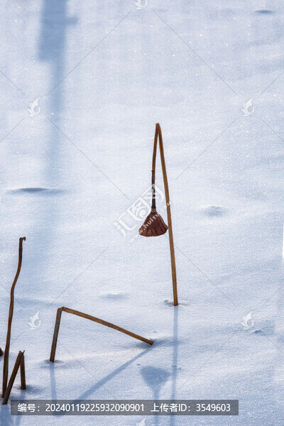 白雪與枯荷