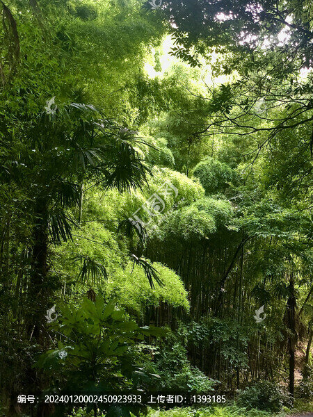 森系生態(tài)環(huán)境寧靜竹林