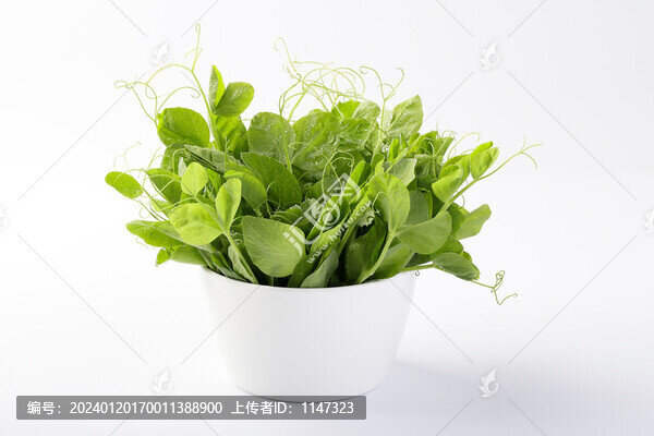 豌豆尖