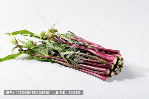 紅油菜苔