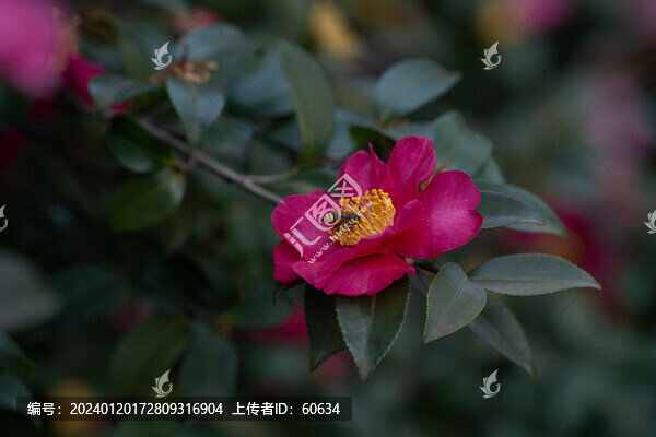山茶花
