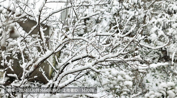枝頭積雪