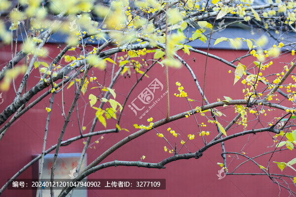 杭州錢(qián)王祠紅墻臘梅