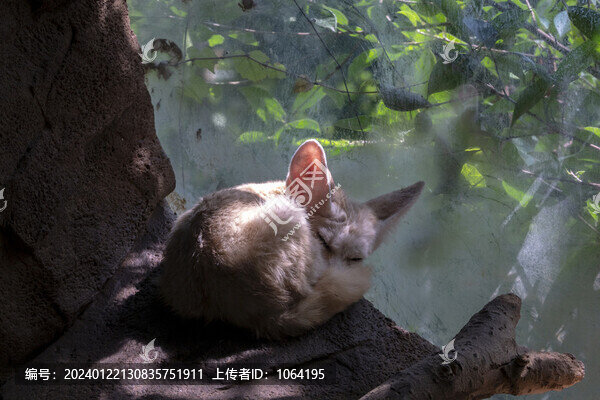 白狐