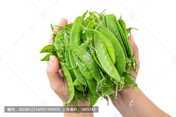 荷蘭豆豌豆豆角