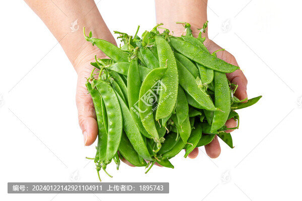 荷蘭豆豌豆豆角