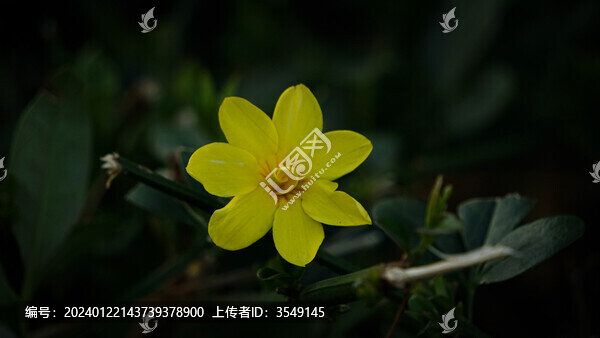 迎春花