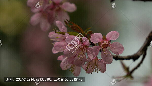 櫻花