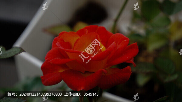 薔薇