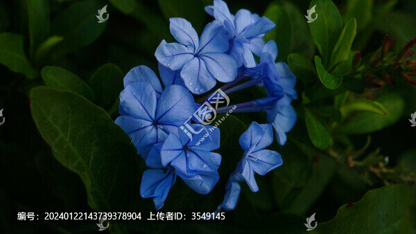 藍(lán)花丹