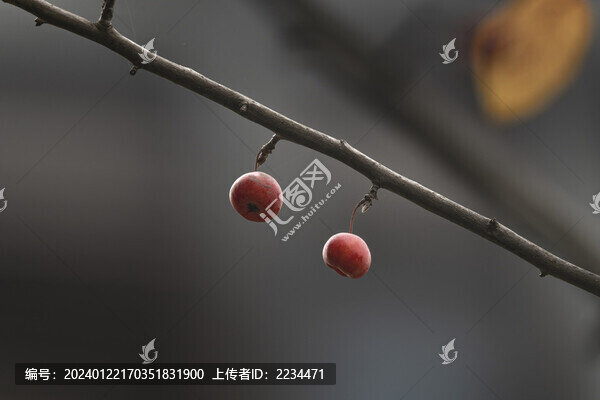 褐花蘋(píng)果