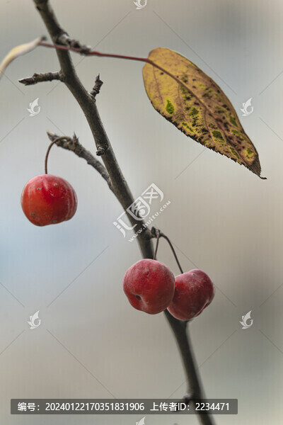 褐花蘋果