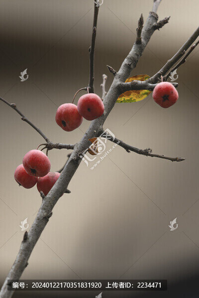 褐花蘋果