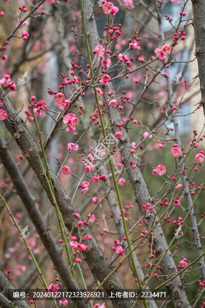 梅花