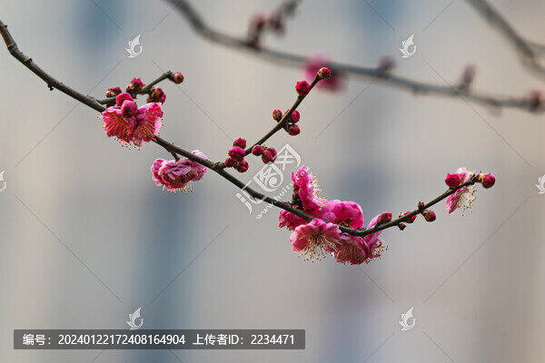 梅花