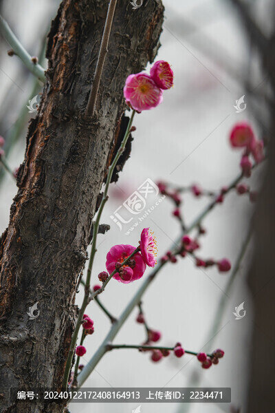 梅花