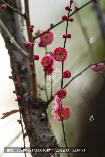 梅花