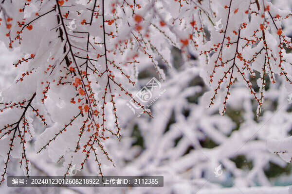 梅花和雪花