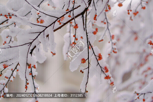 梅花和雪花