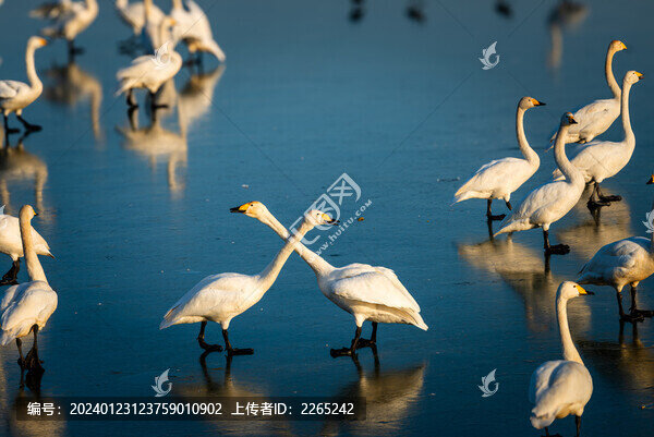 三門峽天鵝