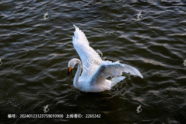 三門峽天鵝