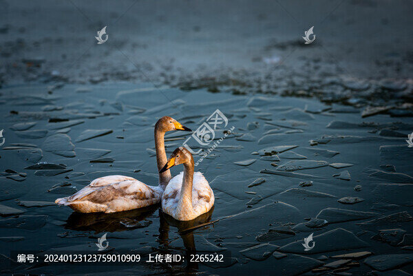三門(mén)峽天鵝