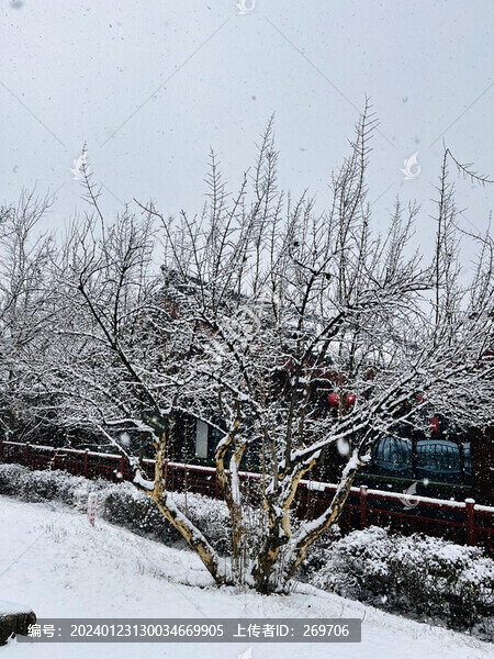 大雁塔林木雪景