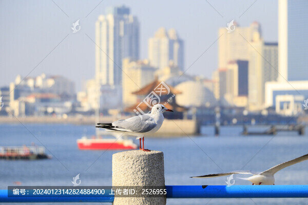 海鷗