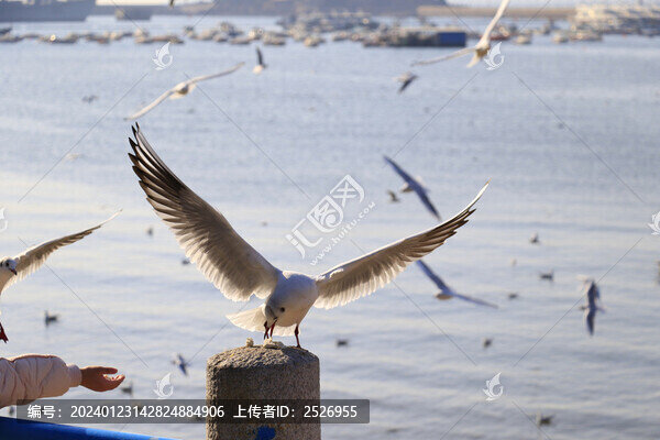 海鷗